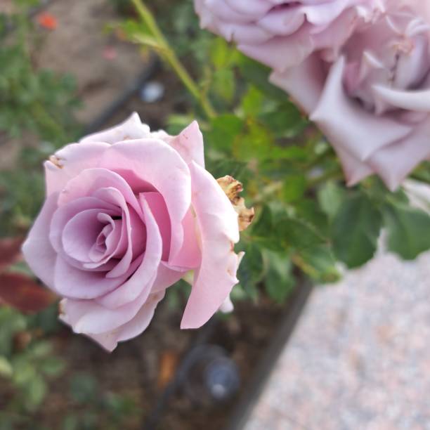 Single blooming pink rose flower. Close-up on the swirl. In a pink background. Large floral.