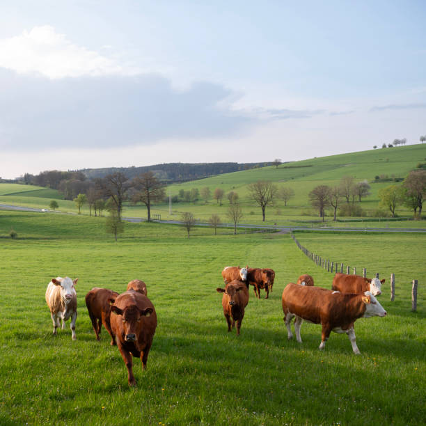 istock green meadows and cows at sunset in german sauerland 2154110615