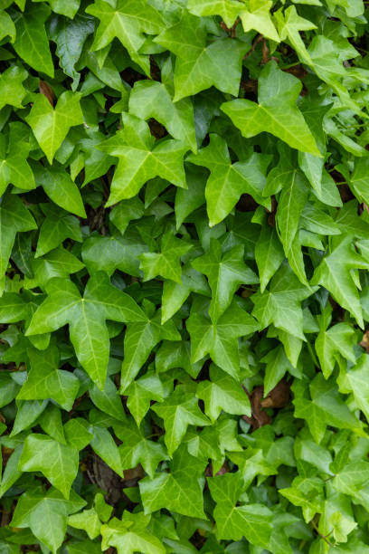 istock Fresh green ivy leaves in spring. 2154111811