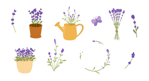 Set of different bouquets of lavender. Set of different bouquets of lavender. Collection of items with lavender flowers, lavender in pot, basket, watering can. Vector illustration, flat style. a bunch of flowers clip art stock illustrations