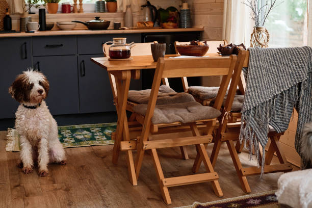 No people wide shot of Lagotto Romagnolo dog sitting on floor in cozy kitchen in wooden country house, copy space