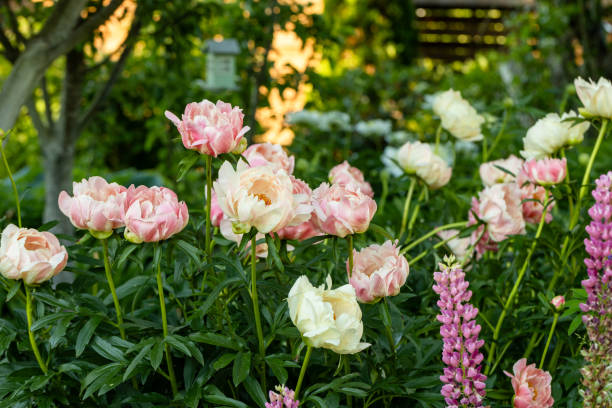 istock Peony Coral Charm orange pink peony flower in bloom 2154115183