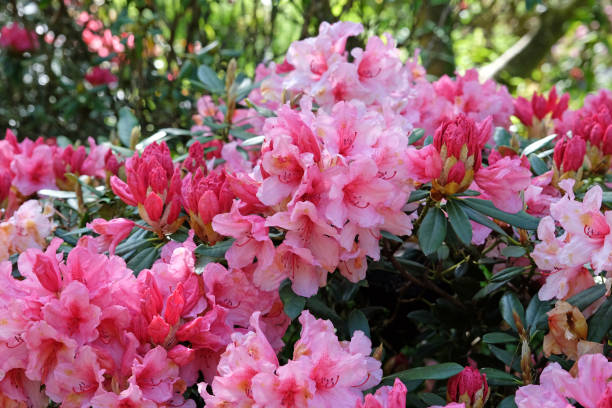 istock Pink and red Rhododendron azalea Hydon Dawn in flower. 2154115189