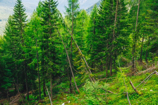 Monte Cristallo Mountain from Faloria with Green Pine Forest, Dolomites, ItalyDescription: View of Monte Cristallo mountain as seen from Faloria in Cortina d'Ampezzo, nestled in the Dolomites, Italy. The scene features a dense forest of green pine trees, with some trees felled by a recent storm, adding a touch of ruggedness to the serene landscape. This captivating image highlights the natural beauty and dramatic contrasts of the Dolomites, making it an appealing sight for nature enthusiasts and travelers.