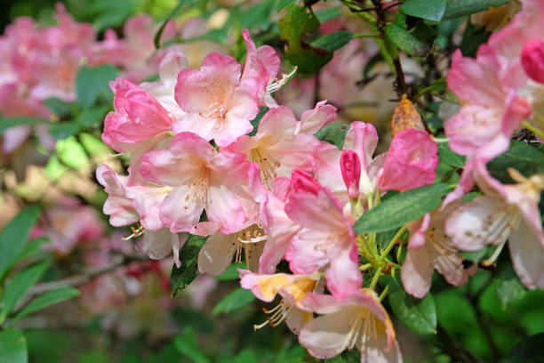 istock Pink and cream Rhododendron Percy Wiseman in flower 2154115961