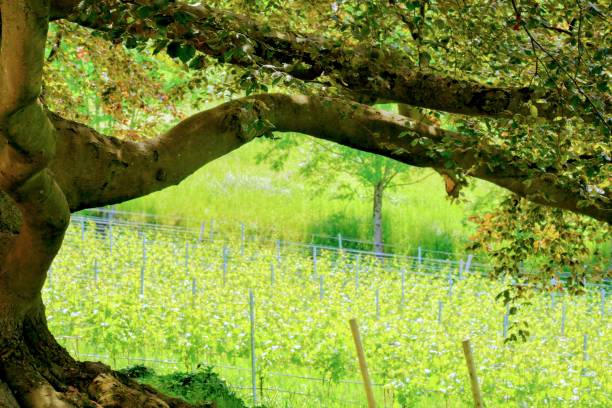 The Gentle Oak Giant and Vineyard