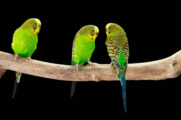 Parakeets budgerigar bird (Melopsittacus undulatus) budgie isolated on black background
