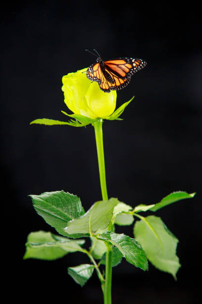 Butterfly sitting on a yellow rose isolated on black. Monarch butterfly on black background.