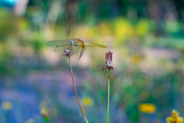 Orthetrum sabina perches on flowering plants in the garden. A type of dragonfly insect that can fly quickly using transparent wings and a greenish body. This dragonfly has the local name green sambar dragonfly. Close up photo.