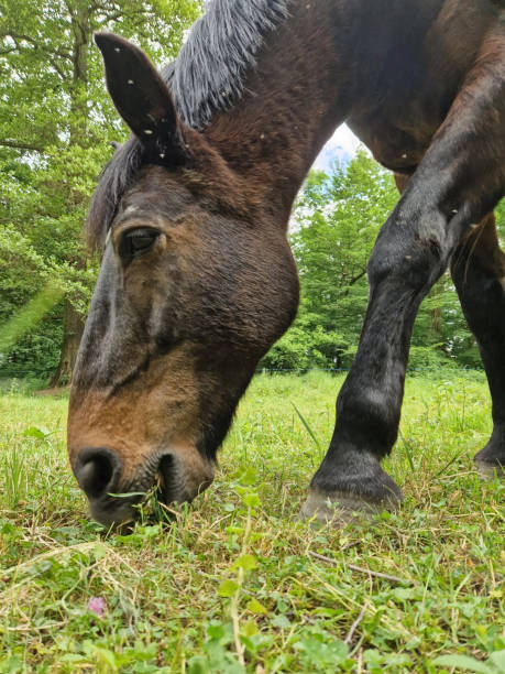 istock Close-up horse grazing 2154116493