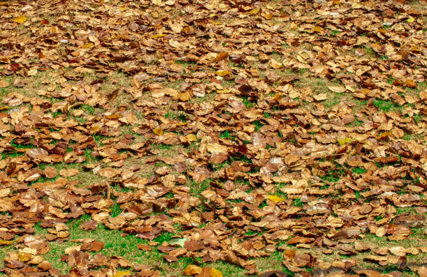 Dried leaves on the lawn in the public park