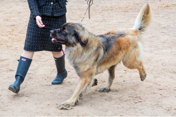 istock A handler shows a The Leonberger dog at a dog show. 2154117077