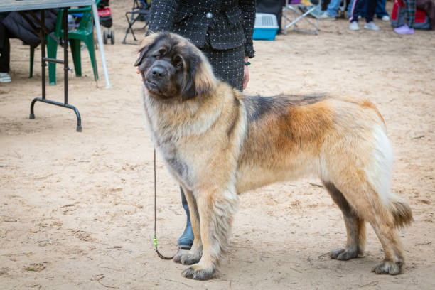 istock A handler shows a The Leonberger dog at a dog show. 2154117078