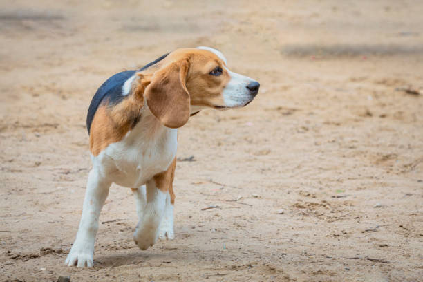 istock A young Beagle dog on a walk through a sandy field. 2154117125