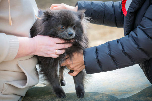 istock the Pomeranian   a dog show. 2154117146
