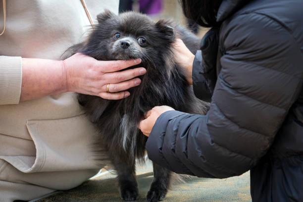 istock the Pomeranian   a dog show. 2154117157