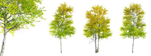 Set of Quaking Aspen - Populus tremuloides tree isolated on white background and selective focus close-up. 3D render. Set of Quaking Aspen - Populus tremuloides tree isolated on white background and selective focus close-up. 3D render. 3D illustration. aspen tree stock pictures, royalty-free photos & images
