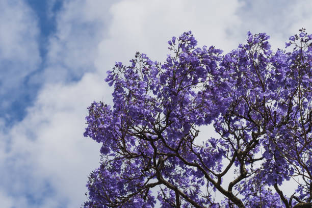 istock Jacaranda blossoms on a tree against a background of blue sky with clouds. 2154117669