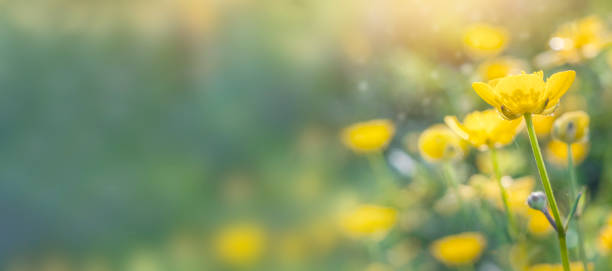 istock Spring background with beautiful yellow flowers 2154118596