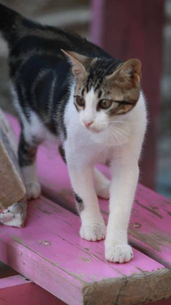 istock A vigilant tabby cat standing on a pink chair. 2154118704