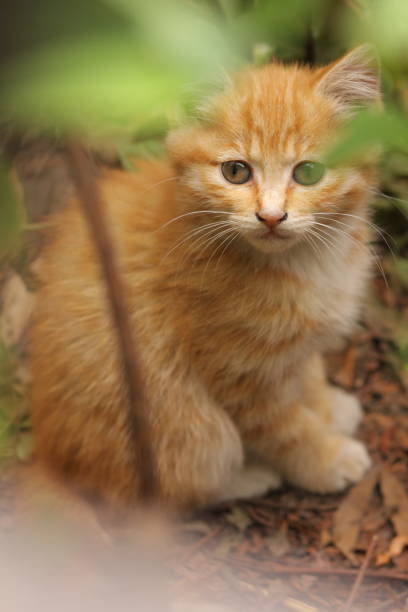 istock A cautious yet adorable little orange kitten hiding in the grass. 2154118989