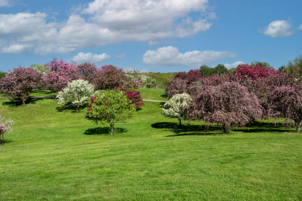 Blooming pink colored crabapple trees blooming. Copy space. Green grass in foreground