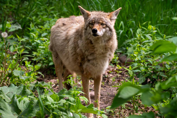 istock One furry coyote 2154121844