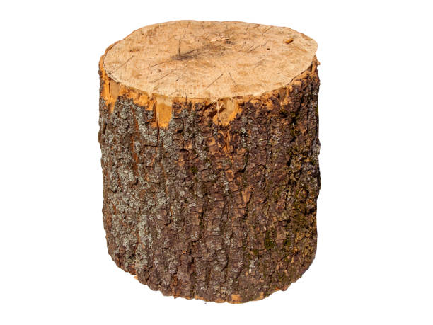 istock Freshly Cut Firewood Logs Piled Together On White Background In Daylight 2154122041
