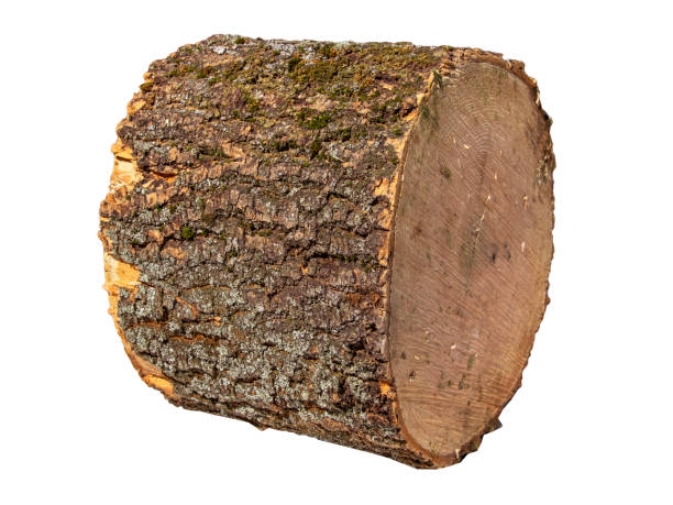 istock Freshly Cut Firewood Logs Piled Together On White Background In Daylight 2154122042
