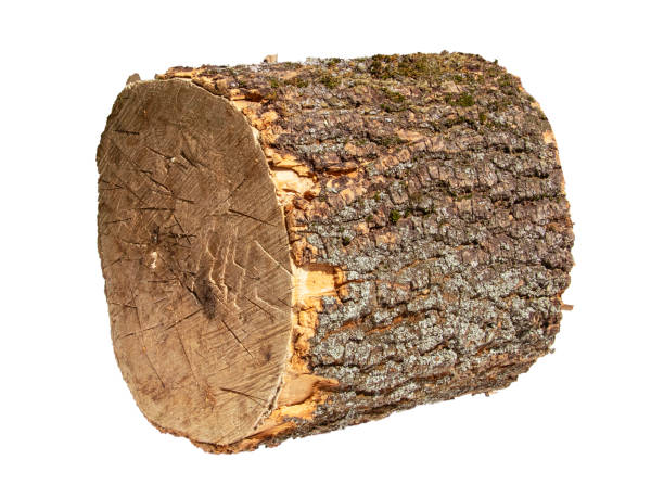 istock Freshly Cut Firewood Logs Piled Together On White Background In Daylight 2154122207