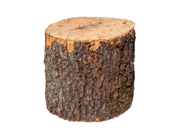 istock Freshly Cut Firewood Logs Piled Together On White Background In Daylight 2154123226