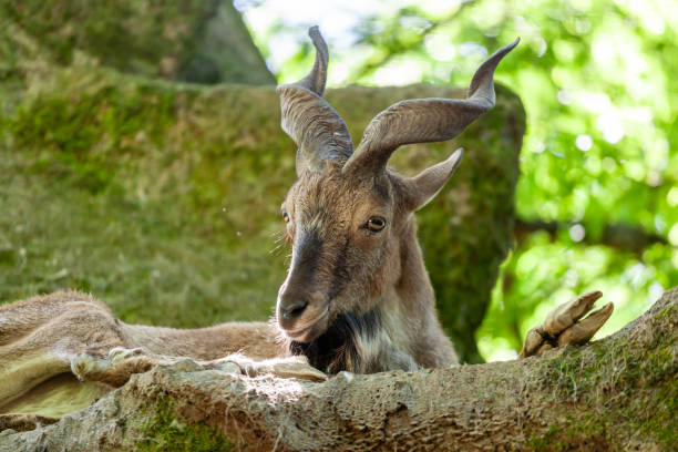 istock Markhor, falconeri goat, resting on a rock. 2154123370