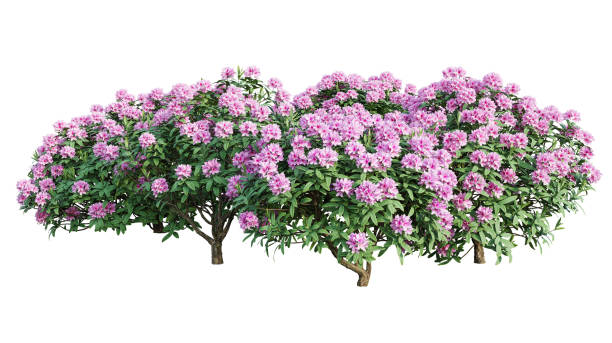 Rhododendron bushes in blossom isolated on white background. 3D render. 3D illustration.