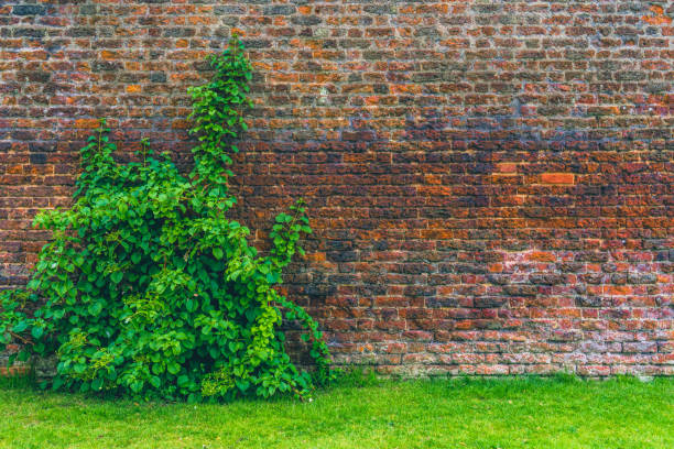 istock Wild grape on the wall of an old building 2154124516
