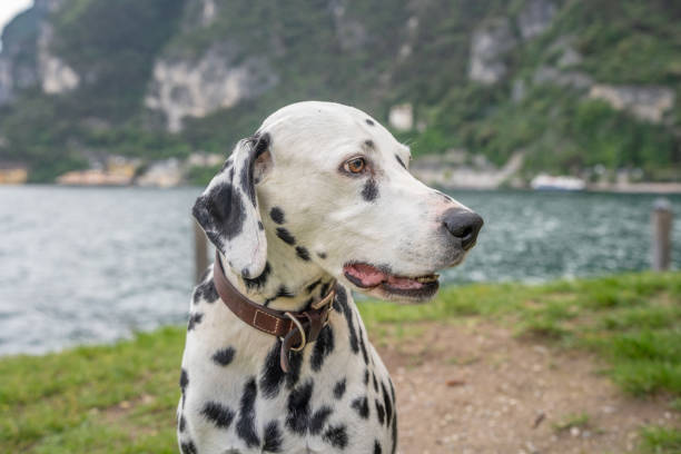dalmatian dog sitting and posing for the camera