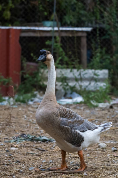 istock gray goose walking in farm at thailand 2154128885
