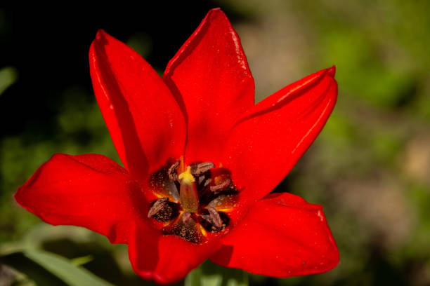 purple stamen deep in a red and yellow tulip flower