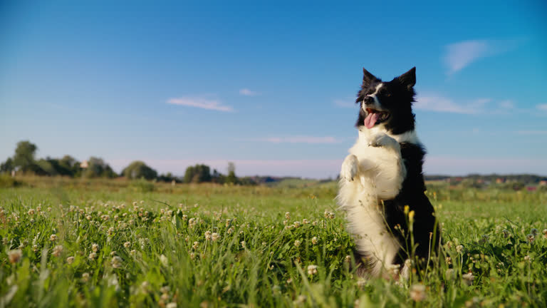 SLO MO Playful Border Collie Enjoying a Sunny Day in Slow Motion