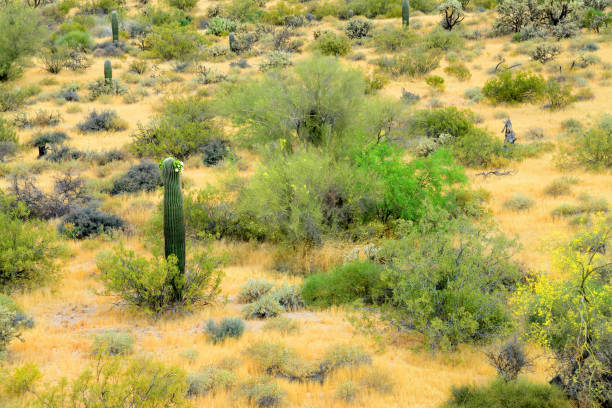 istock Central Sonora Desert Arizona 2154132157