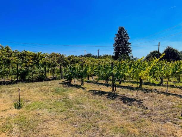 istock Portugal vineyard, Amaranthe, blue sky, grapes 2154133052