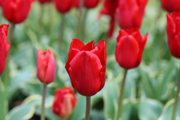 istock Close up of a red tulip in a spring garden 2154133677