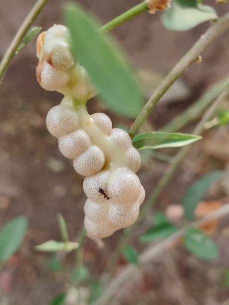 istock Maerua oblongifolia fruit 2154133790