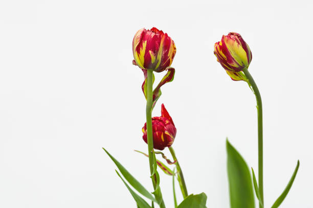 a collection of vibrant red and yellow flowers contrast beautifully against a simple white background. floral banner with place for text