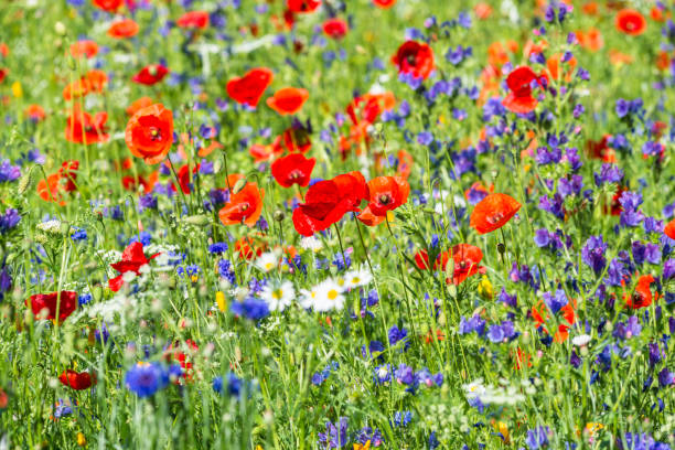istock Bright flowering summer meadow wild flowers 2154134398