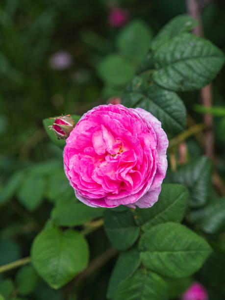 istock Pink Damask rose with green leaves in a garden. 2154134561