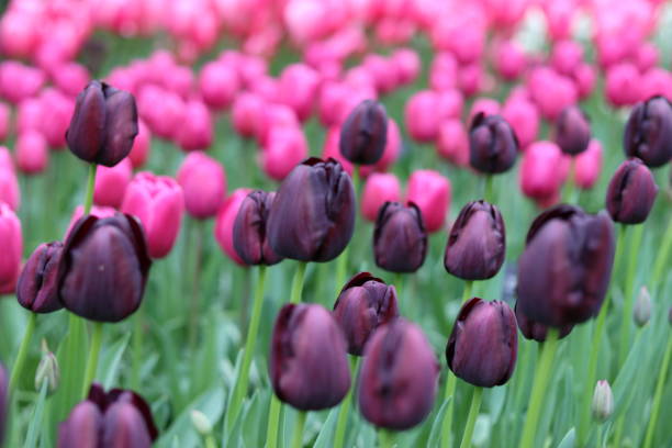Field of purple tulips with one single yellow tulip during a beautiful springtime day in Flevoland, The Netherlands.