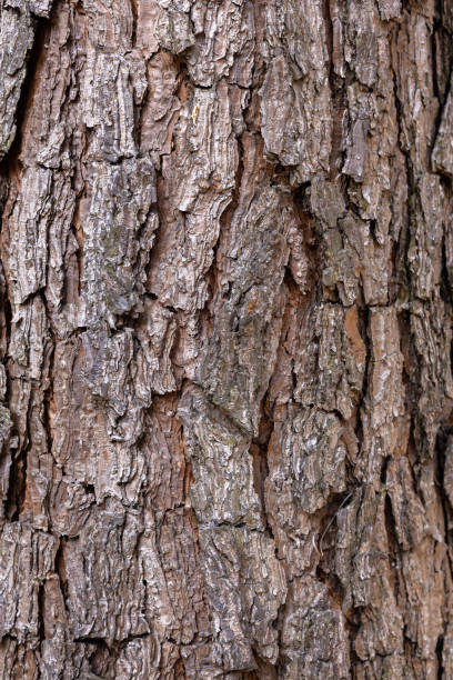 istock Bark of loblolly pine in spring forest park. 2154134923
