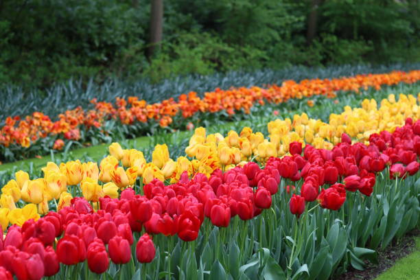istock Rows of bright tulips in a spring garden 2154134944