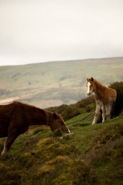 istock Mare and Foal, Wild Welsh Pony Herd 2154135171
