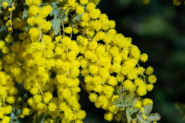 istock Very beautiful mimosa flower closeup. 2154135638